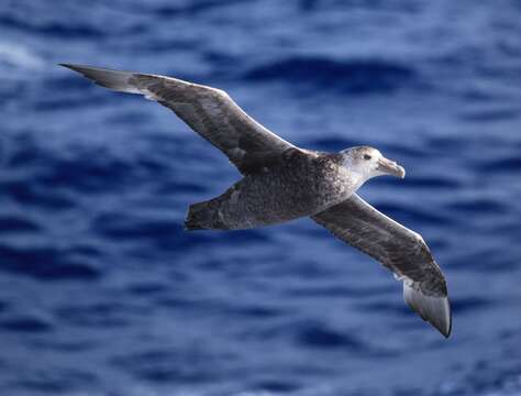 Image of Antarctic Giant-Petrel