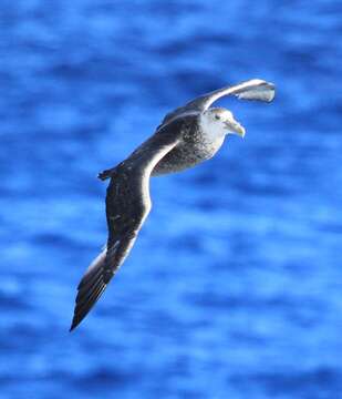 Image of Antarctic Giant-Petrel