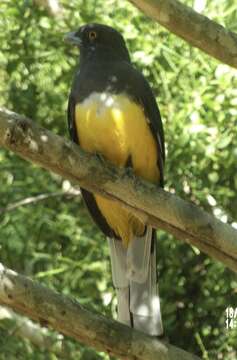 Image of Citreoline Trogon