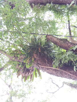 Image of Cymbidium finlaysonianum Lindl.