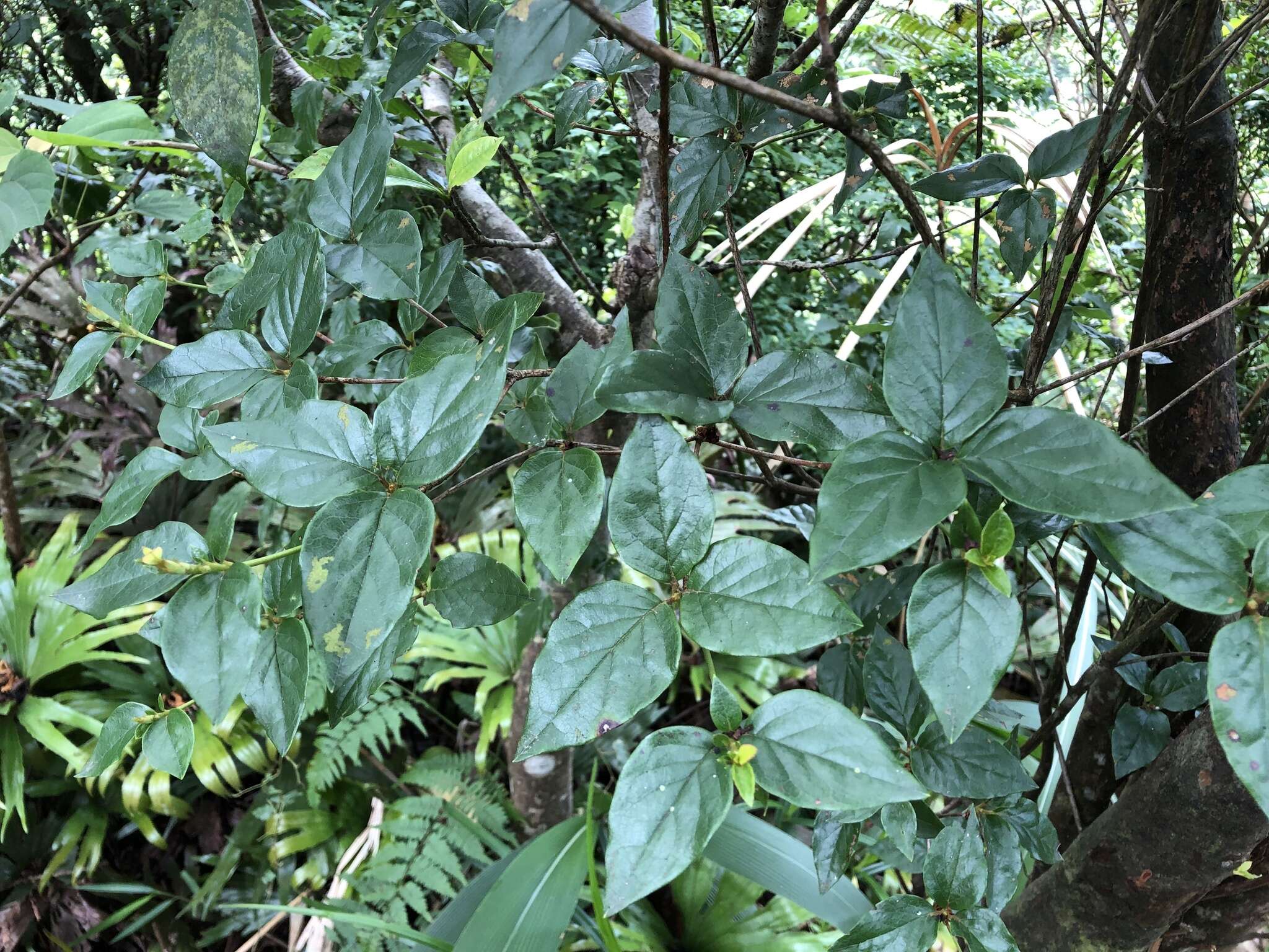 Image of Rhododendron mariesii Hemsl. & E. H. Wilson