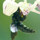 Xylocopa latipes (Drury 1773) resmi