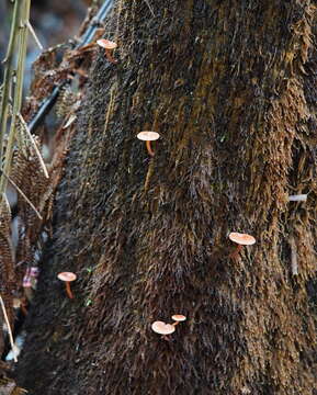 Plancia ëd Lactarius eucalypti O. K. Mill. & R. N. Hilton 1987