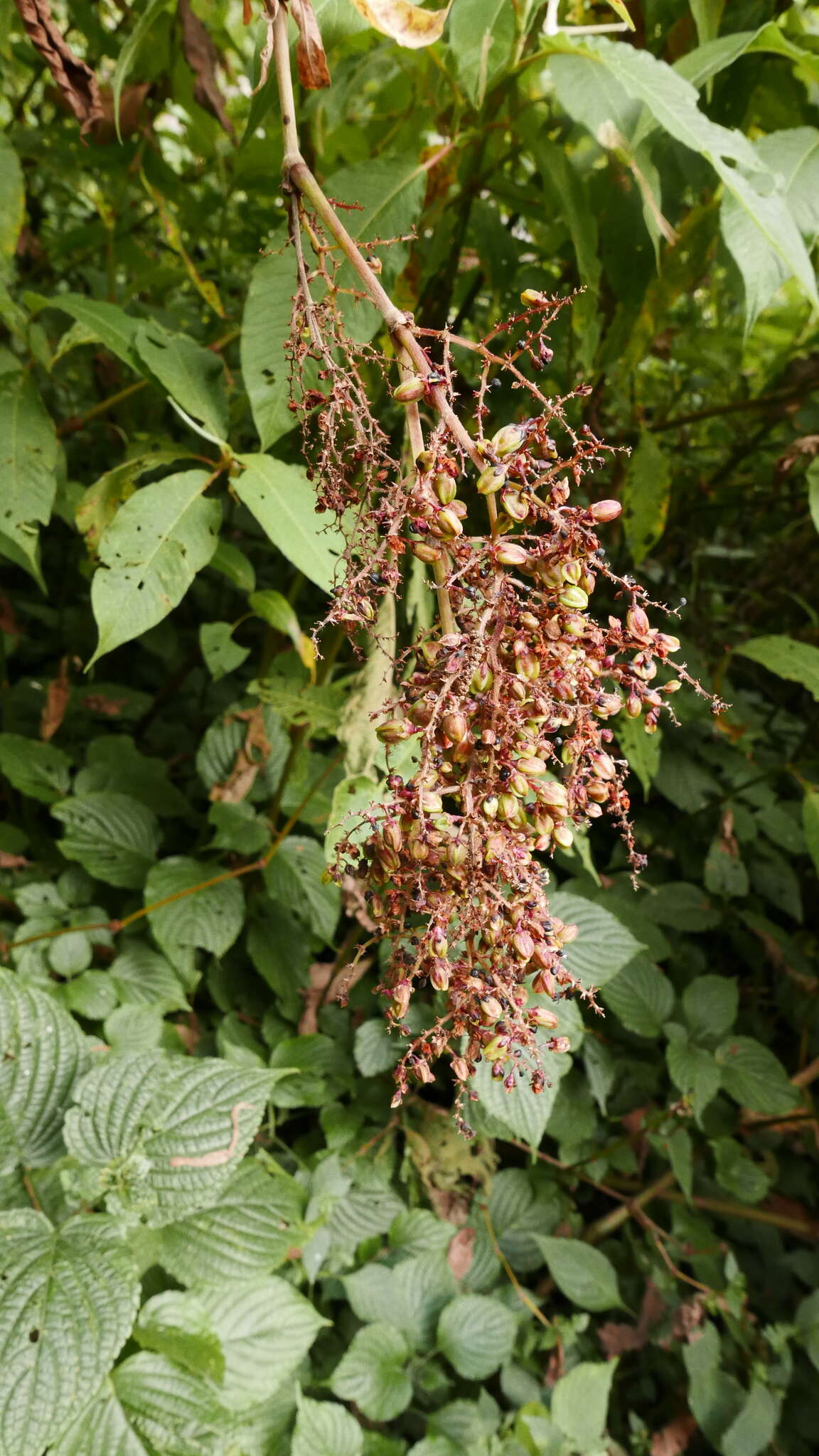 Image of Koenigia mollis (D. Don) T. M. Schust. & Reveal