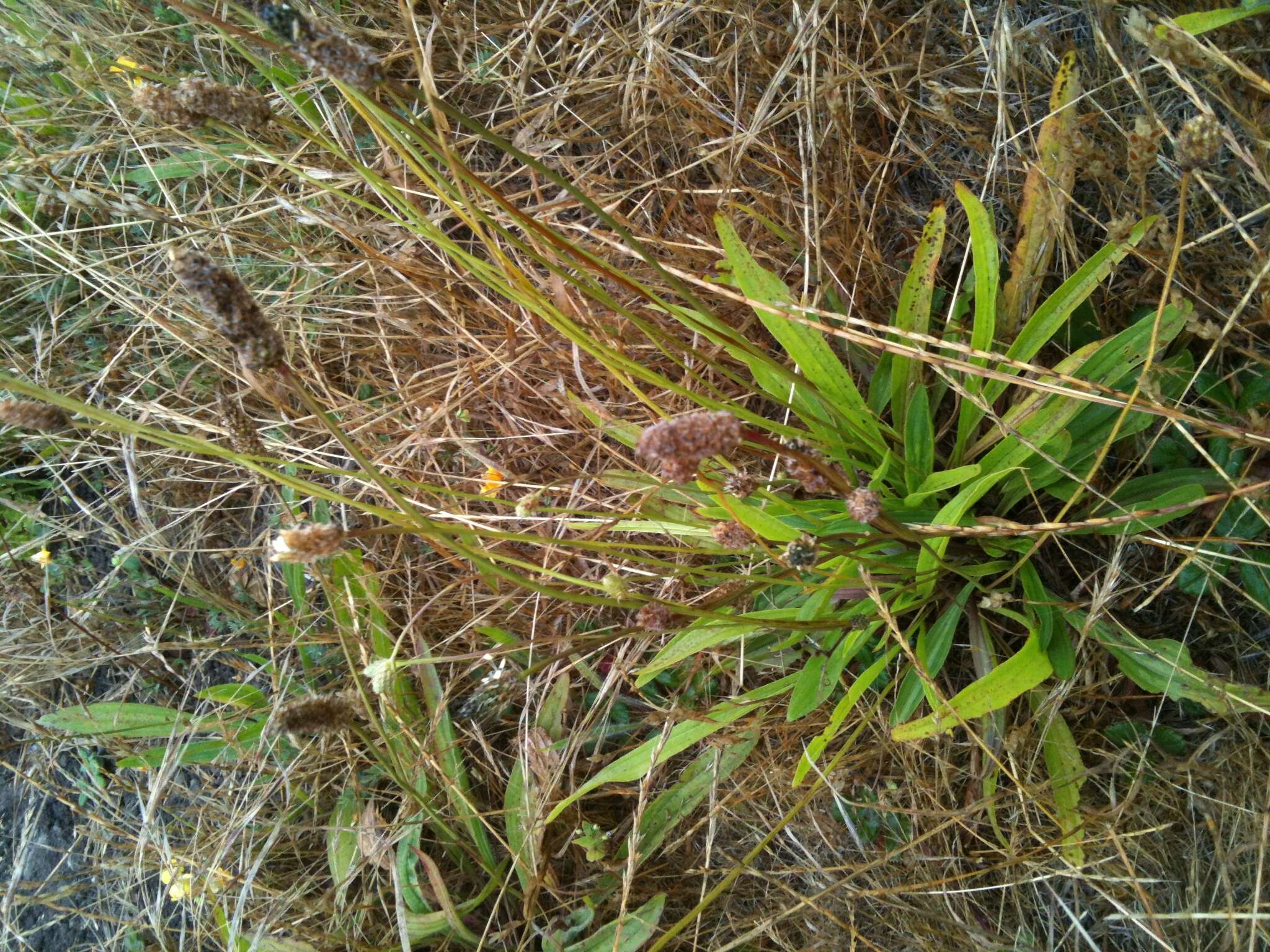 Image of Ribwort Plantain