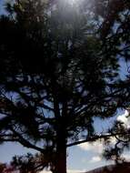 Image of Egg-cone Pine