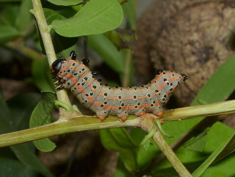 صورة Tecmessa annulipes Berg 1878