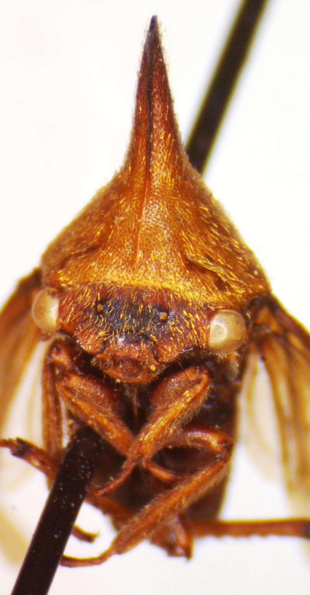 Image of Guayaquila emarginata Dietrich