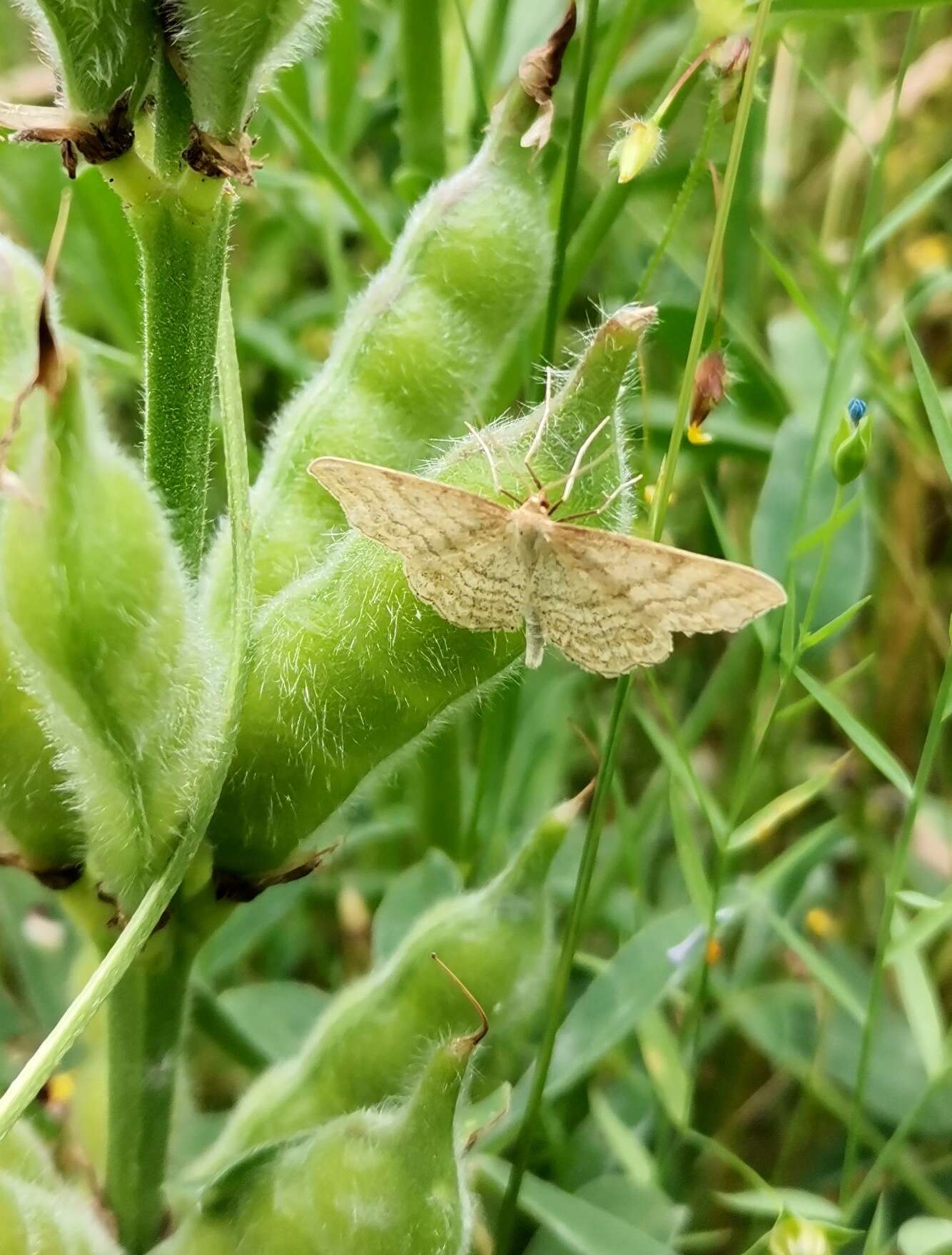 Idaea ochrata Scopoli 1763 resmi