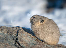 Image of Pallas’s Pika