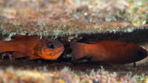 صورة Apogon atricaudus Jordan & McGregor 1898