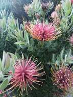 Imagem de Leucospermum tottum (L.) R. Br.