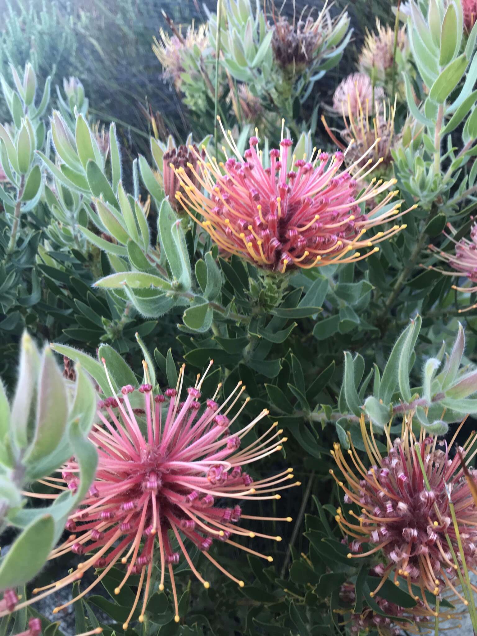 Plancia ëd Leucospermum tottum (L.) R. Br.