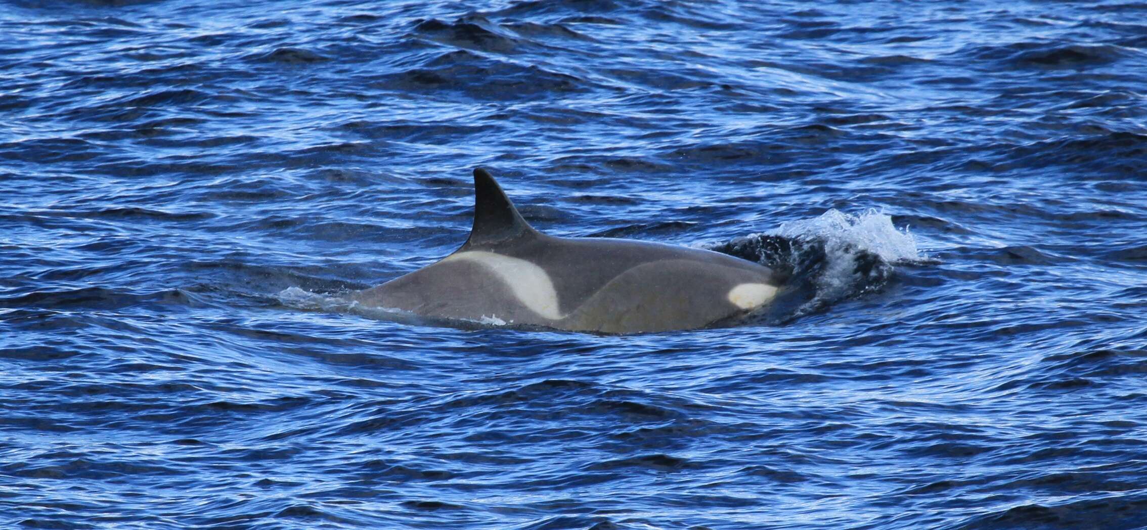 Image of killer whale