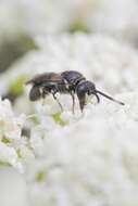 Image of Hylaeus communis Nylander 1852