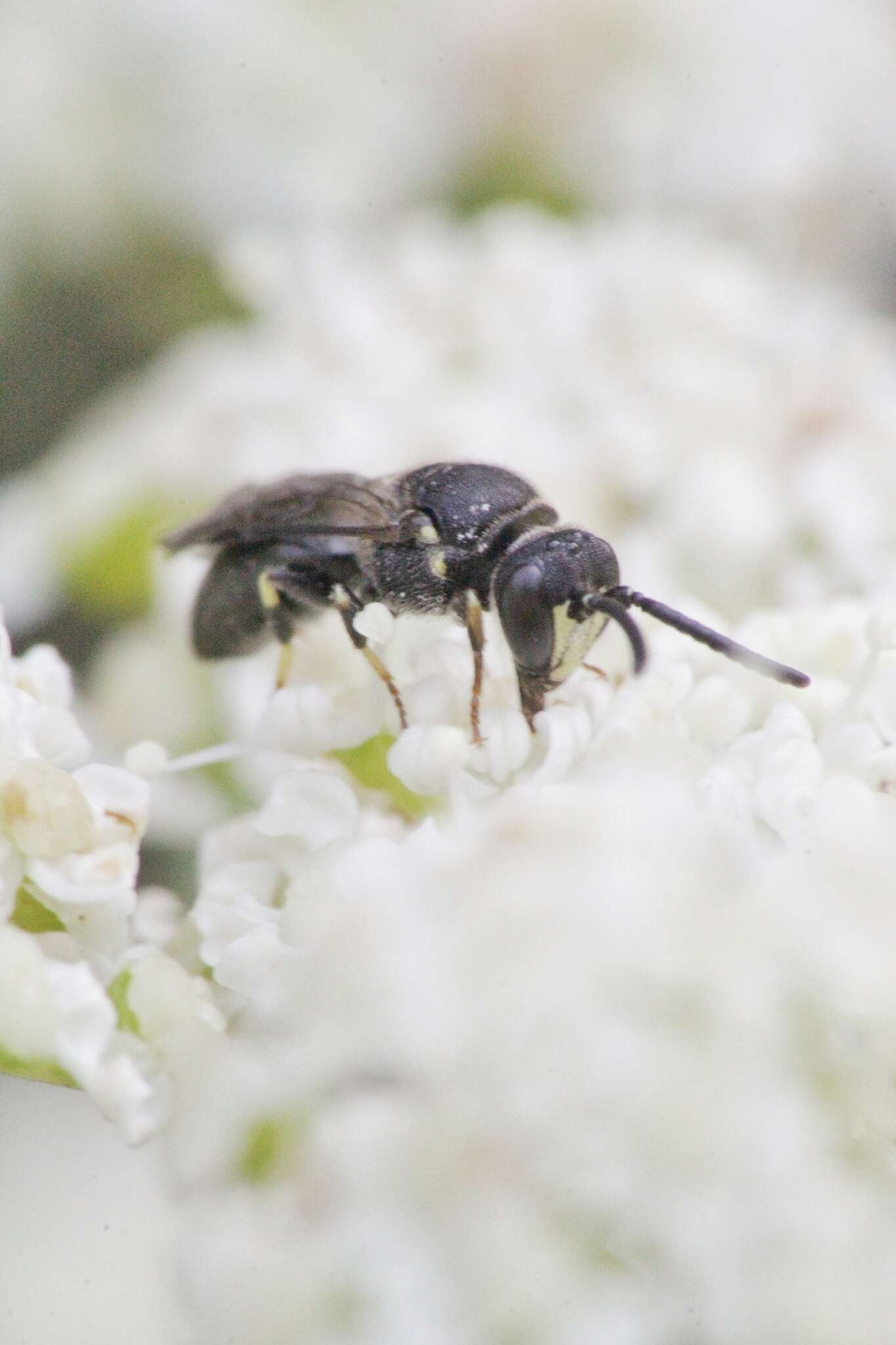 Image of Hylaeus communis Nylander 1852