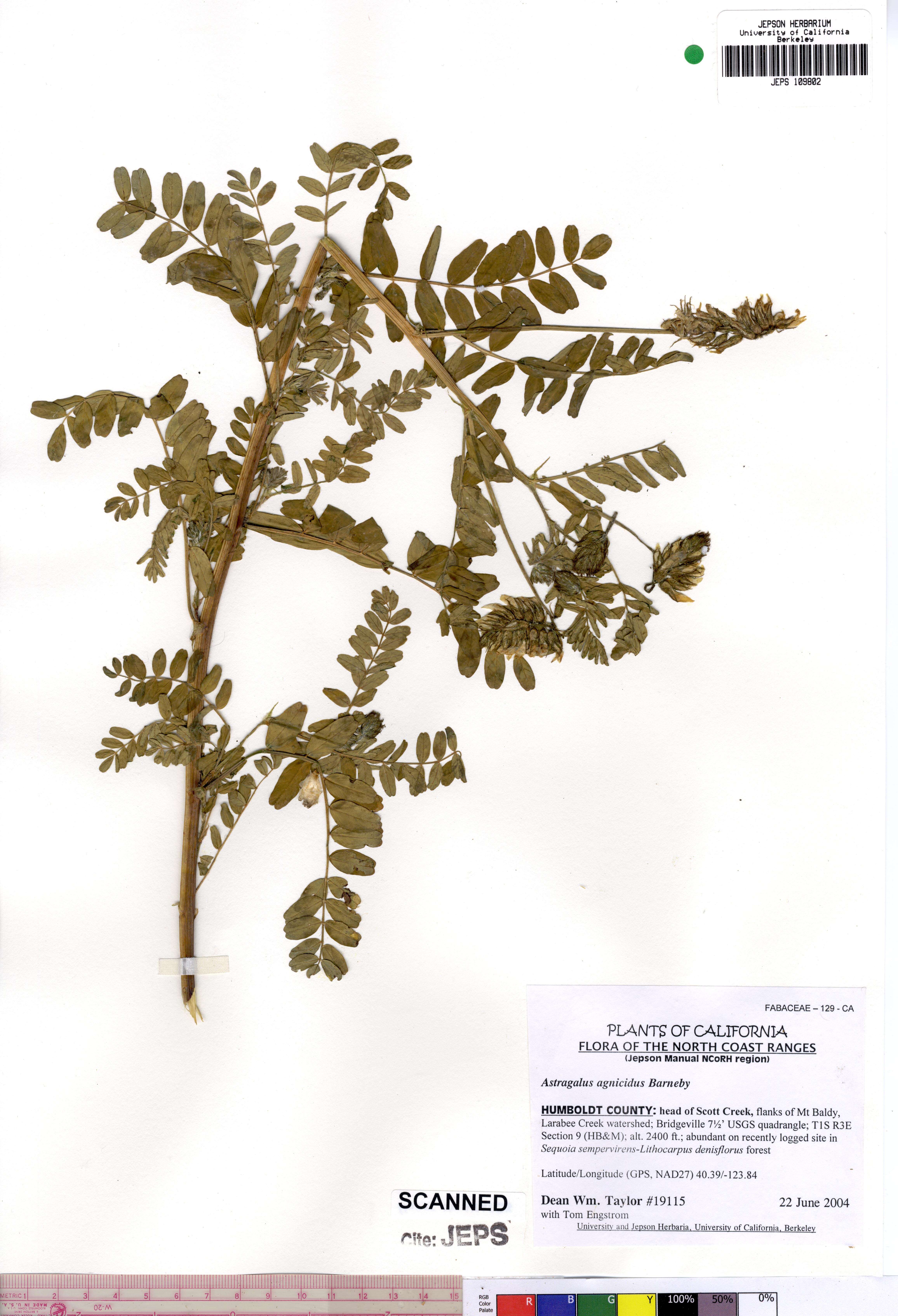 Image de Astragalus agnicidus Barneby