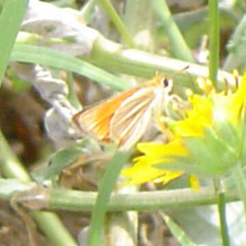 Image of Southern Skipperling