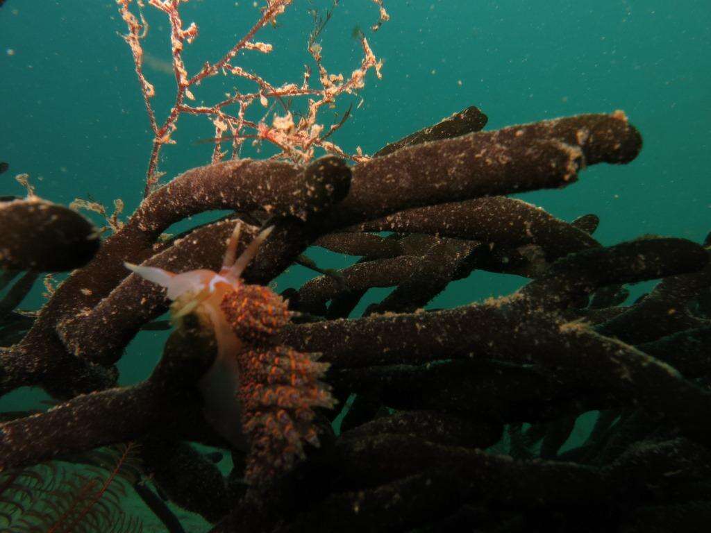 Image of four-colour nudibranch