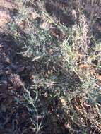 Image of Texas blueweed