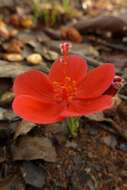 صورة Hibiscus rhodanthus Gürke ex Schinz