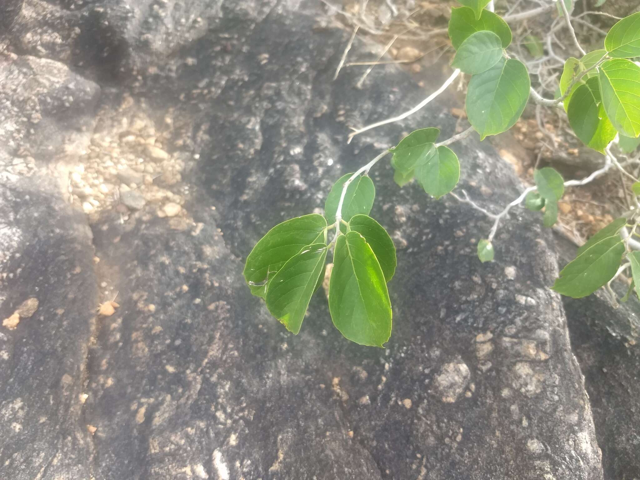 Image de Holoptelea integrifolia (Roxb.) Planch.