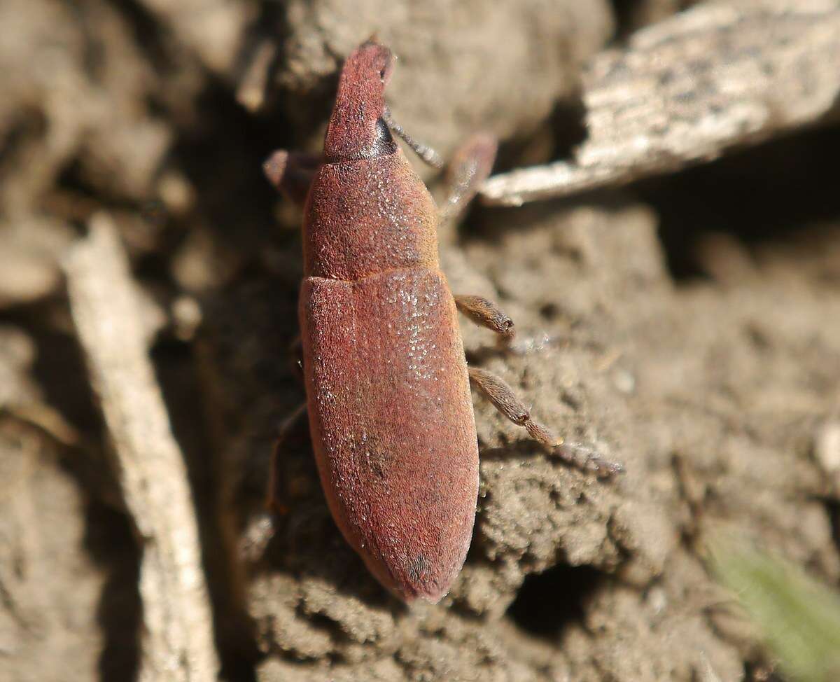 Image of Lixus angustus (Herbst 1795)