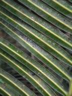 Image of Cycad