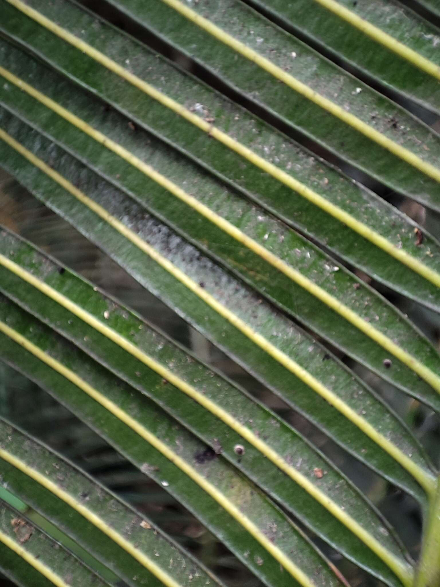 Image of Cycad