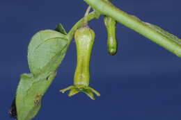 Image of Salpichroa scandens Damm.