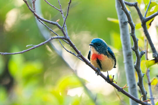 Image of Fire-breasted Flowerpecker