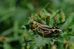 Image of Arcyptera (Arcyptera) fusca (Pallas 1773)