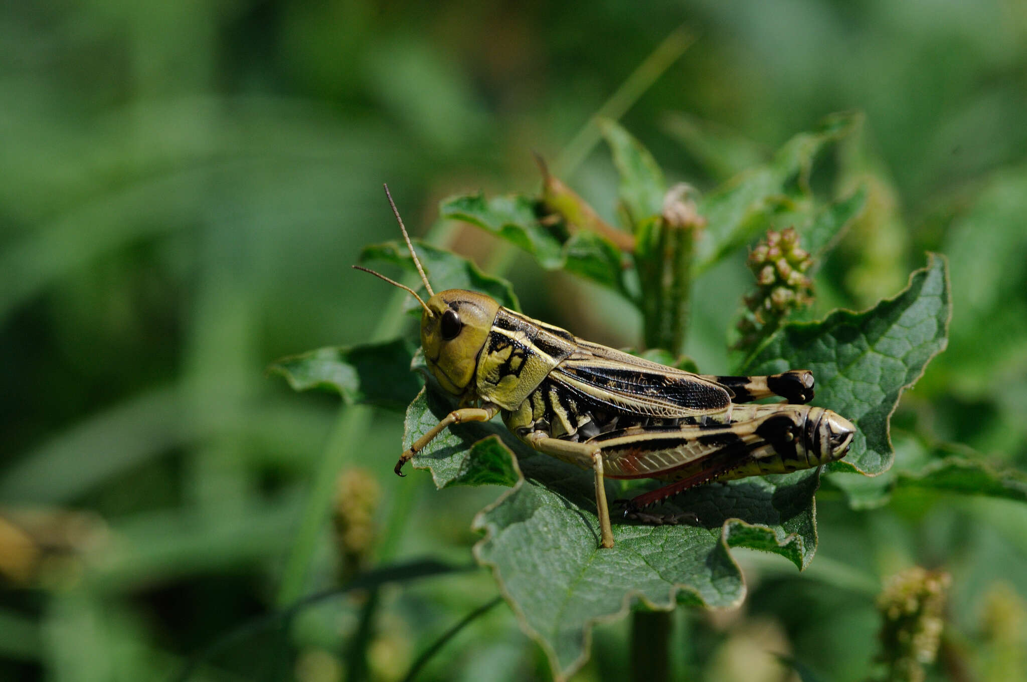 Image of Arcyptera (Arcyptera) fusca (Pallas 1773)