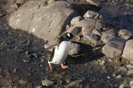 Image of Gentoo Penguin