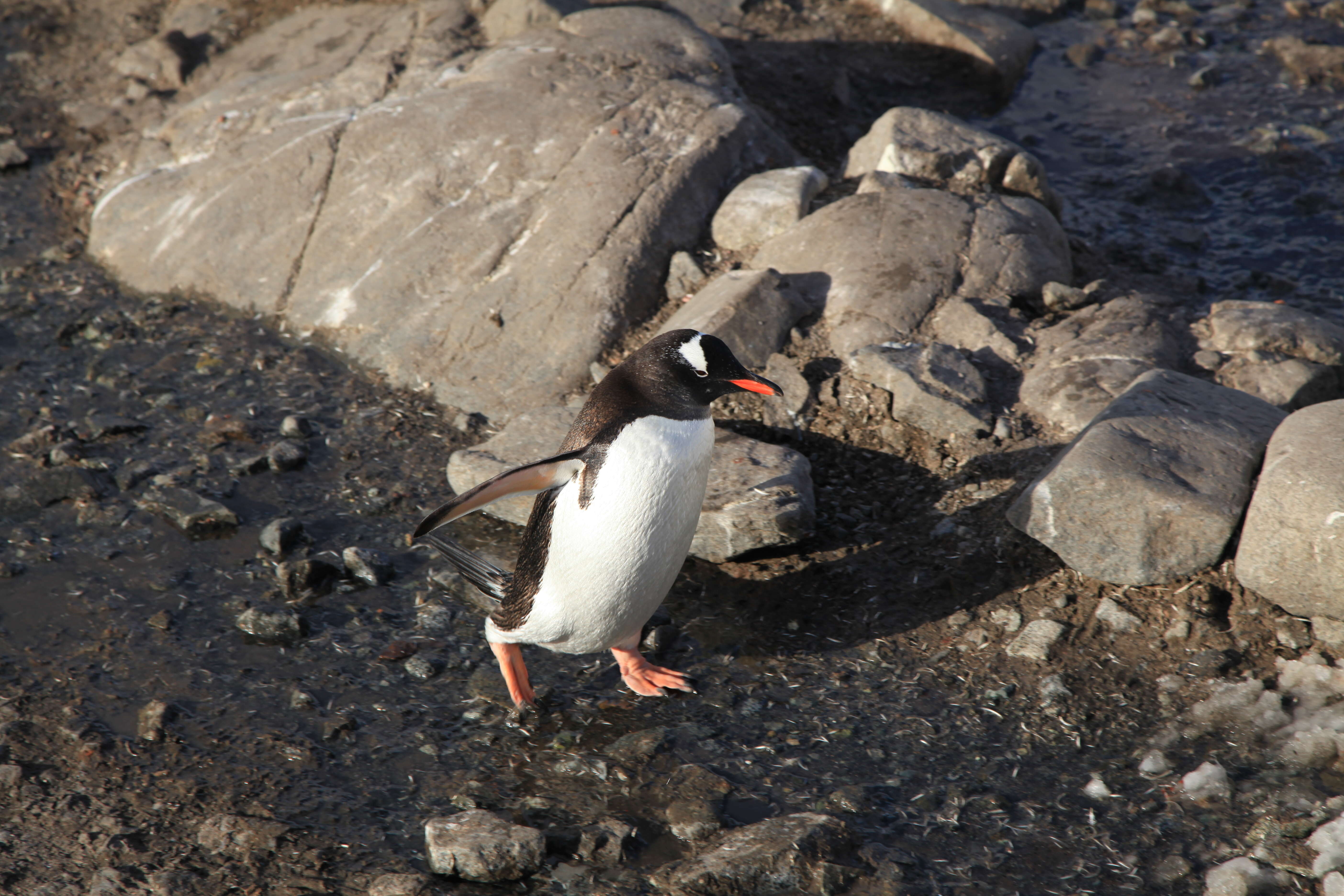 Image of Gentoo Penguin