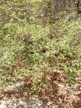 Image of Vitex mollis Kunth