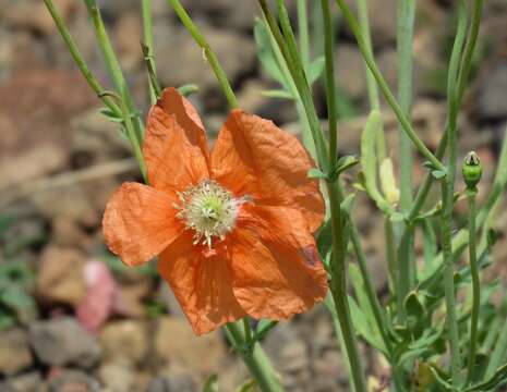 Image of Papaver fugax Poir.