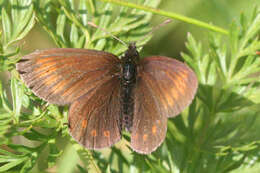 Image of Erebia epiphron valesiana Meyer-Dür 1851