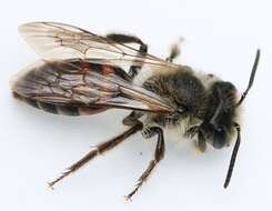 Andrena florea Fabricius 1793 resmi