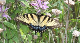 Image of Eastern Tiger Swallowtail