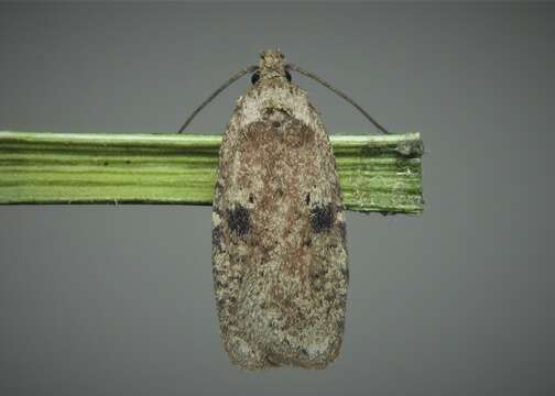 Image of Agonopterix propinquella Treitschke 1835