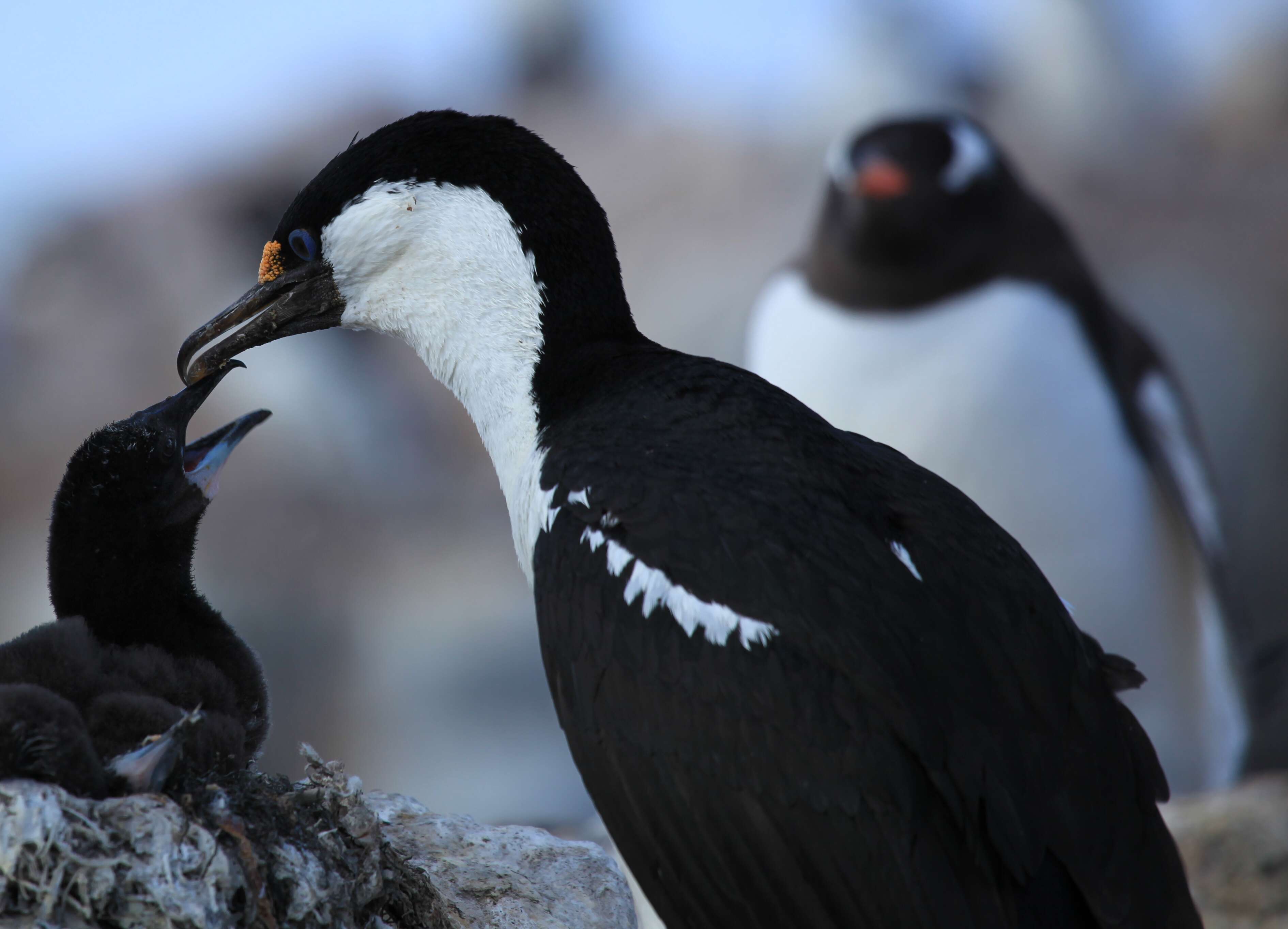 Image of Antarctic Shag