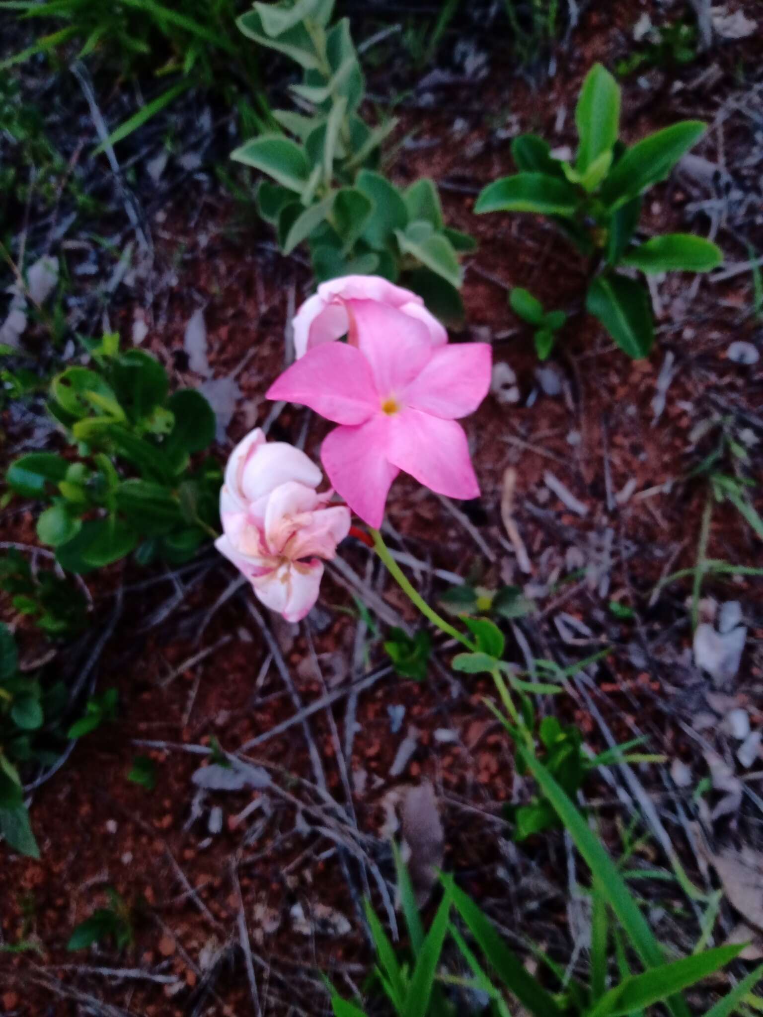 Image of Mandevilla novocapitalis Markgr.