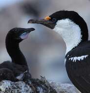 Image of Antarctic Shag