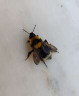 Слика од Bombus argillaceus (Scopoli 1763)