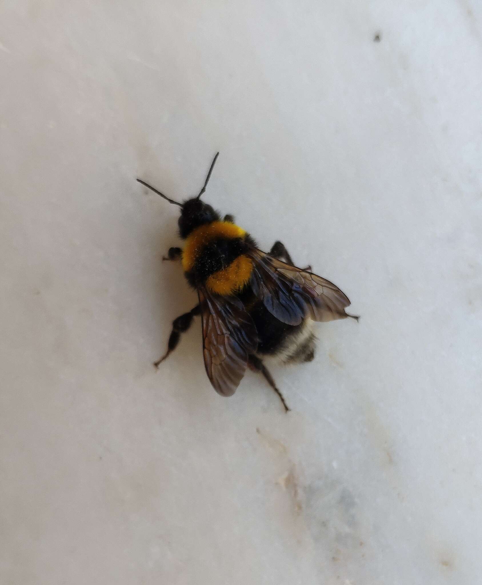 Слика од Bombus argillaceus (Scopoli 1763)