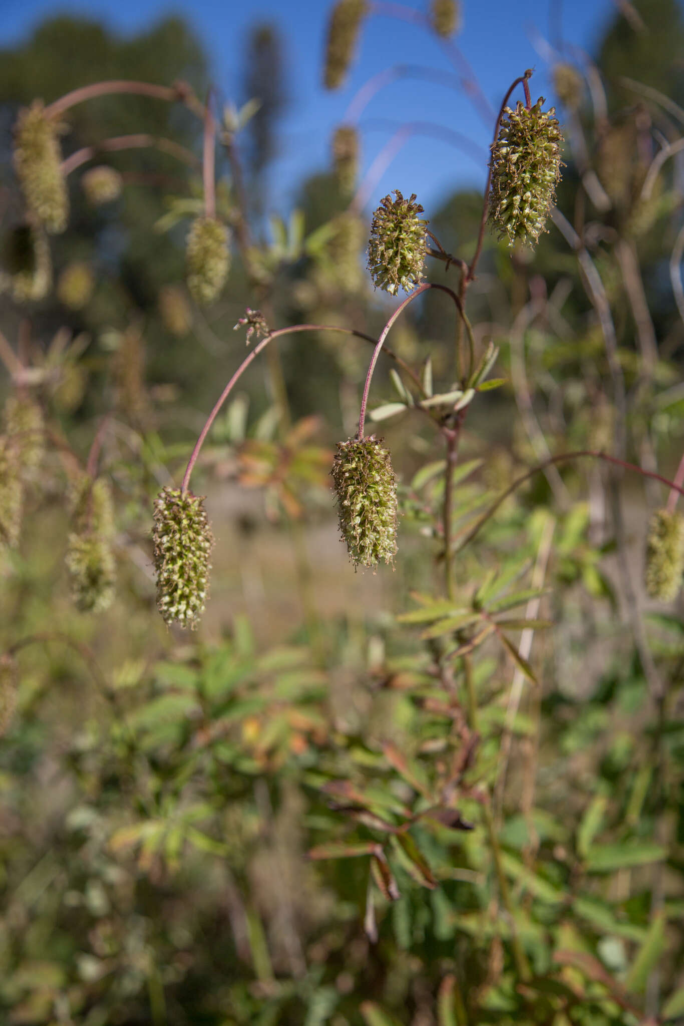 Imagem de Sanguisorba alpina Bunge