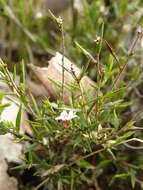 Image of Leucopogon virgatus var. virgatus