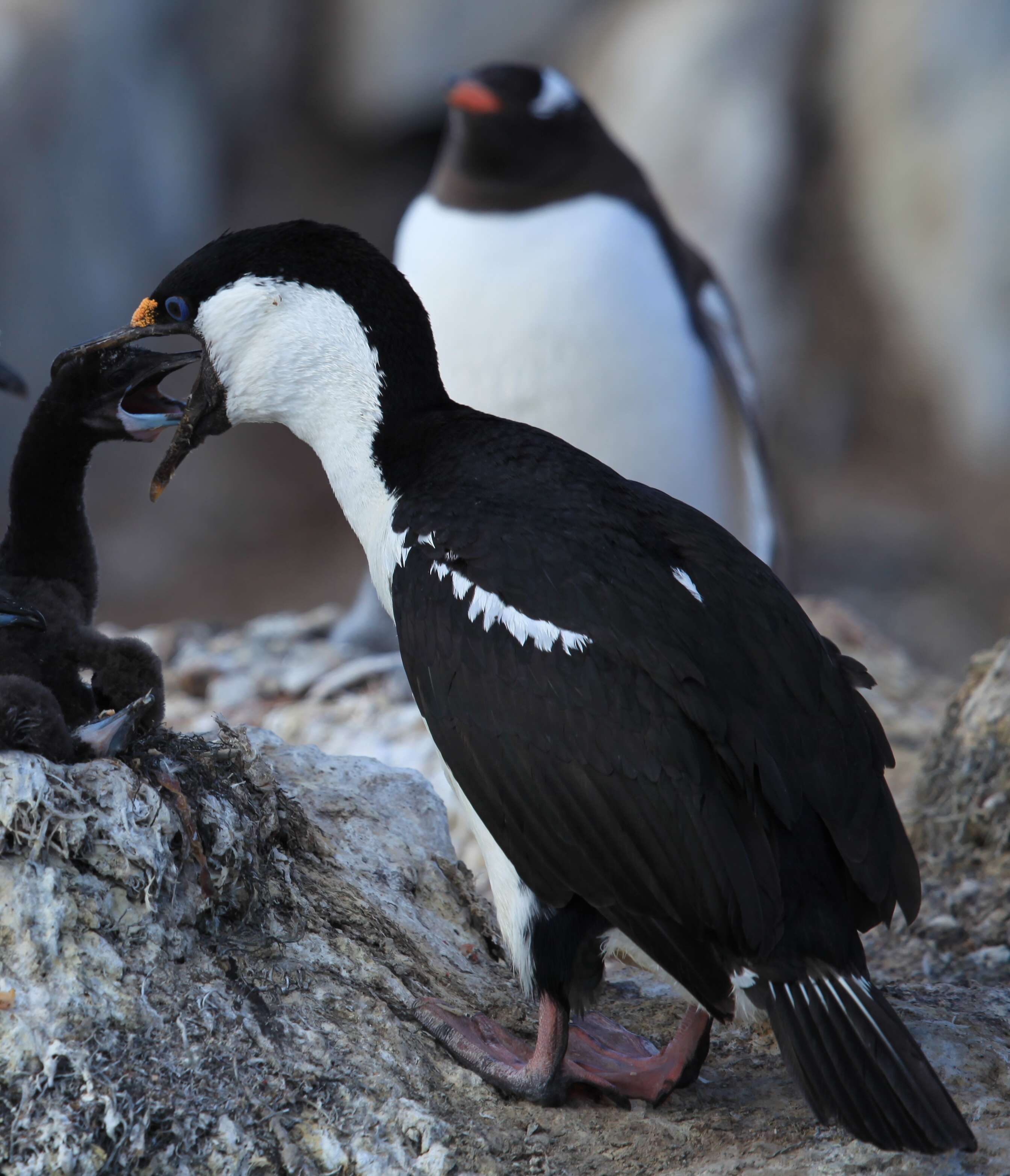 Image of Antarctic Shag