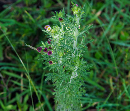 Image of Erigeron apiculatus Benth.